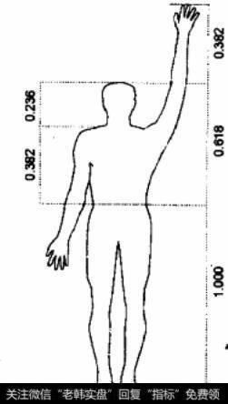 黄金分割人体图