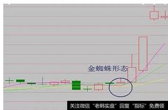 “金蜘蛛”的图形特征