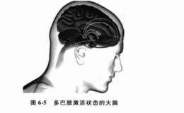 神经系统在投资决策中发挥了哪些决定性的作用？