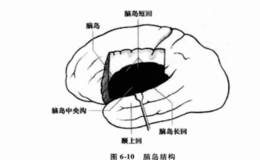 投资者的恐惧情绪主要和哪个大脑结构有关？杏仁体是如何影响人的情绪的？