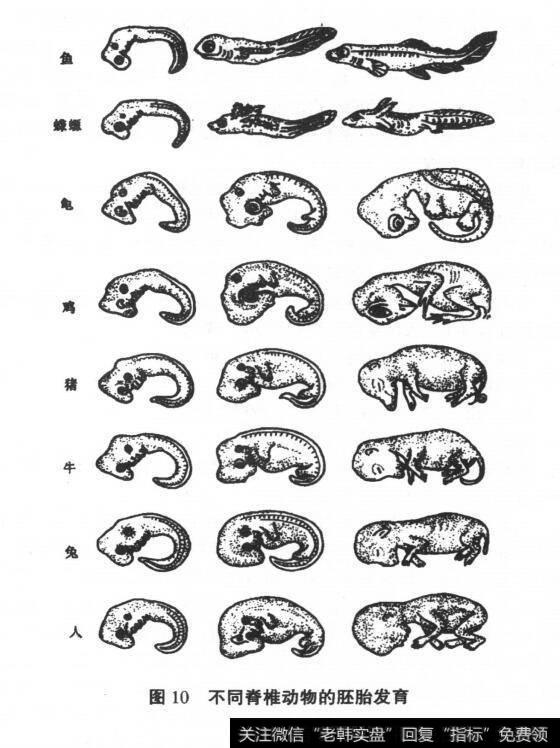 图10不同脊椎动物的胚胎发育